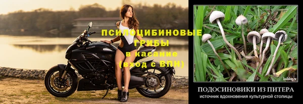 PSILOCYBIN Елабуга